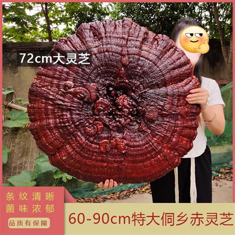 风水树有哪些_常见宅院风水树有哪些,第21张 风水树有哪些_常见宅院风水树有哪些,第21张